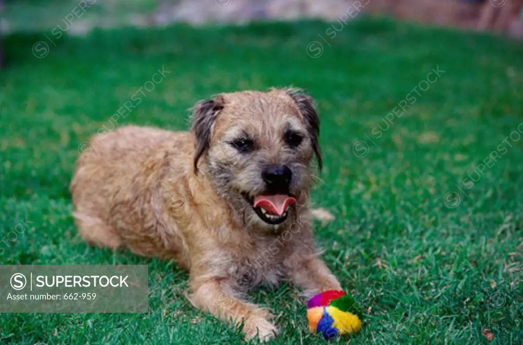 A Border Terrier lying on a lawn