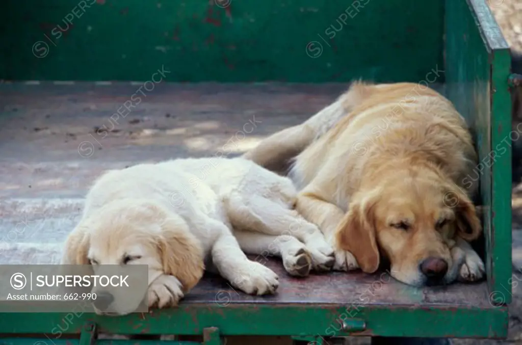 Two Golden Retrievers sleeping