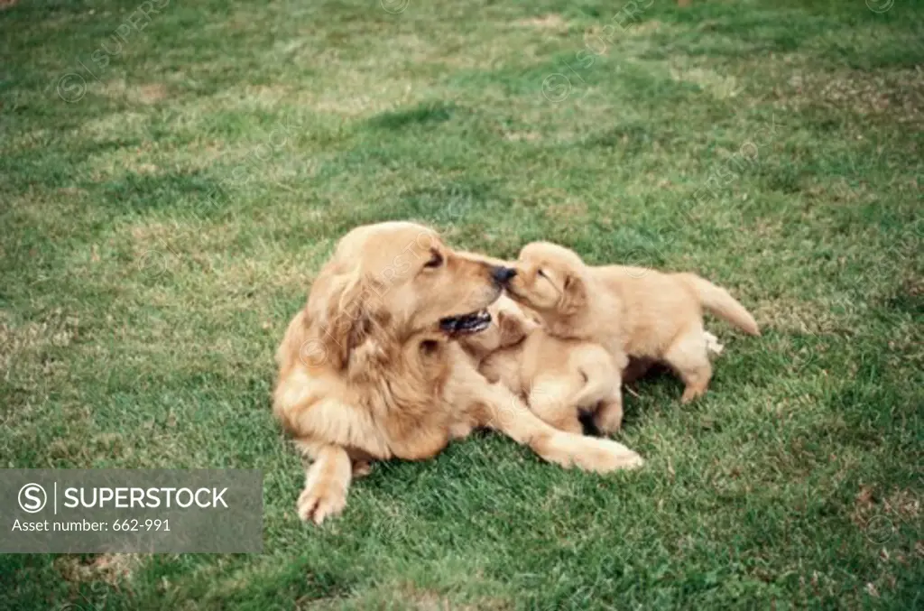 A Golden Retriever and its puppy