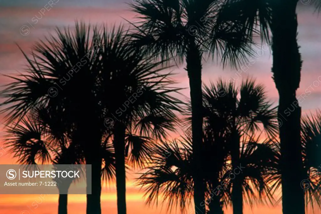 Silhouette of palm trees at dusk