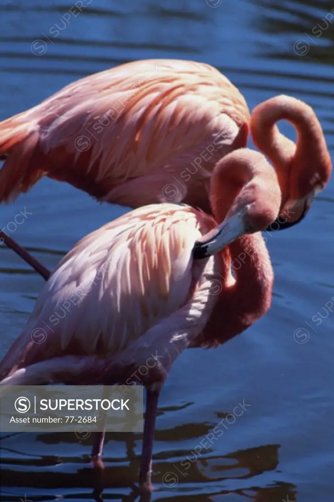 Flamingos Sarasota, Florida USA