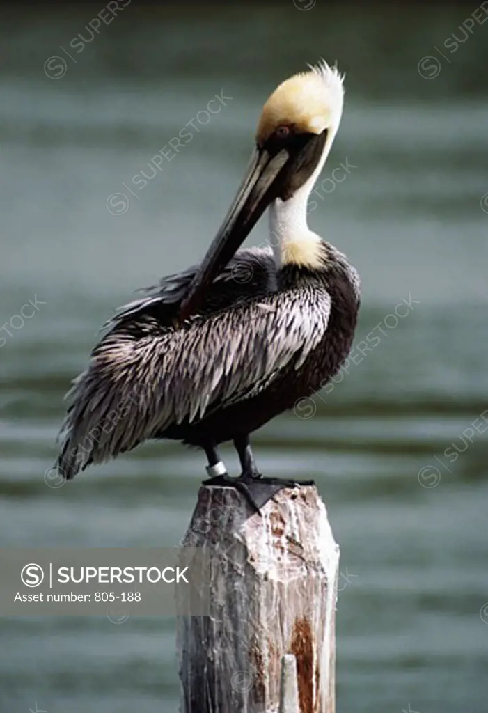 Brown pelican (Pelecanus occidentalis) on a tree stump, Everglades National Park, Florida, USA