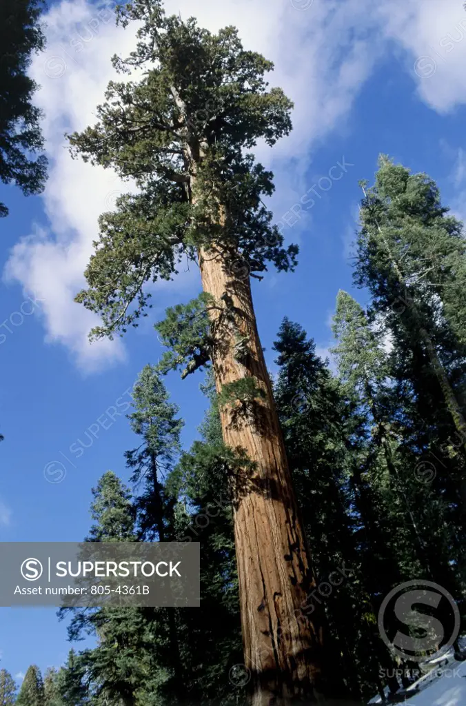 Giant Sequoia Trees  Sequoia National Park California USA