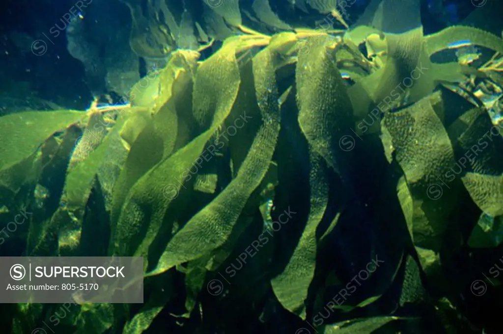 Kelp Beds Monterey Bay Aquarium Monterey California USA