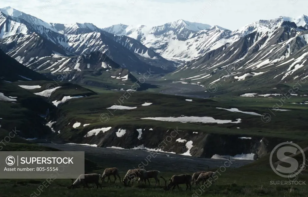 USA,  Alaska,  grazing Caribou