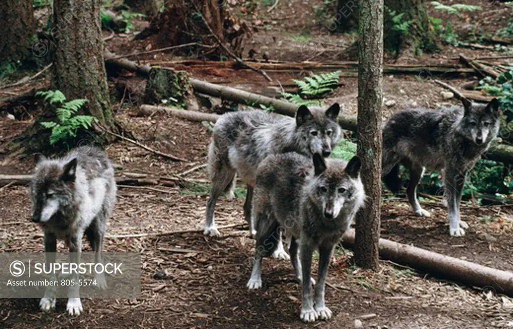 Gray wolves (Canis lupus) in a forest