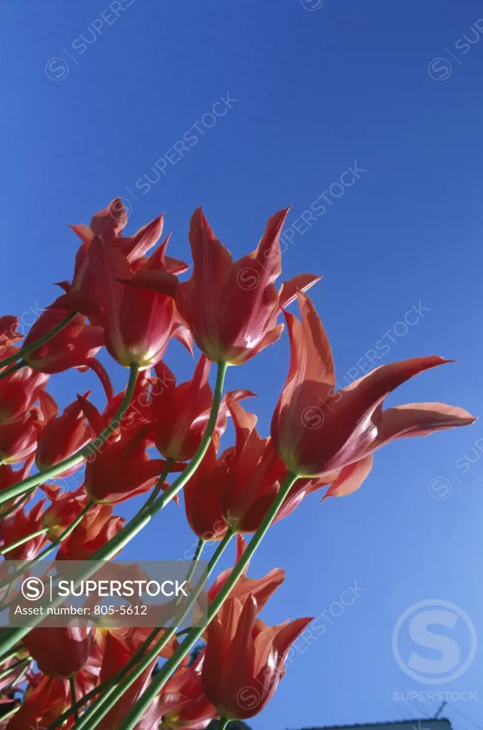 Tulips  Mount Vernon  Washington  USA