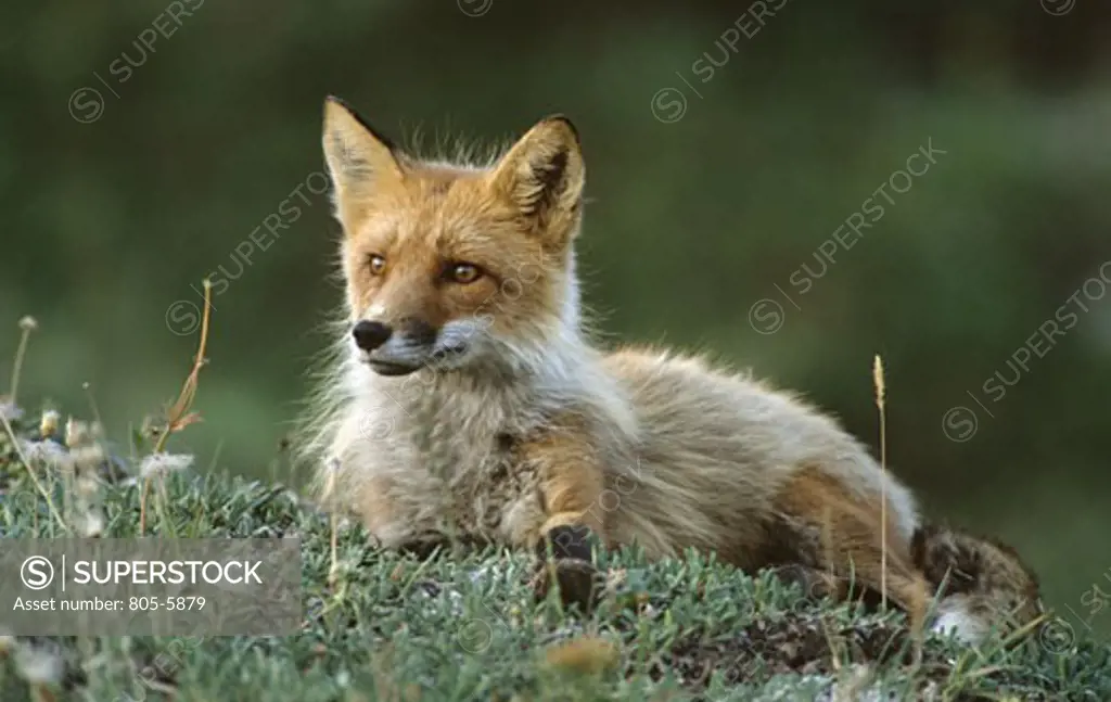 Close-up of a Red Fox lying on the grass, Denali National Park, Alaska, USA (vulpes Vulpes)