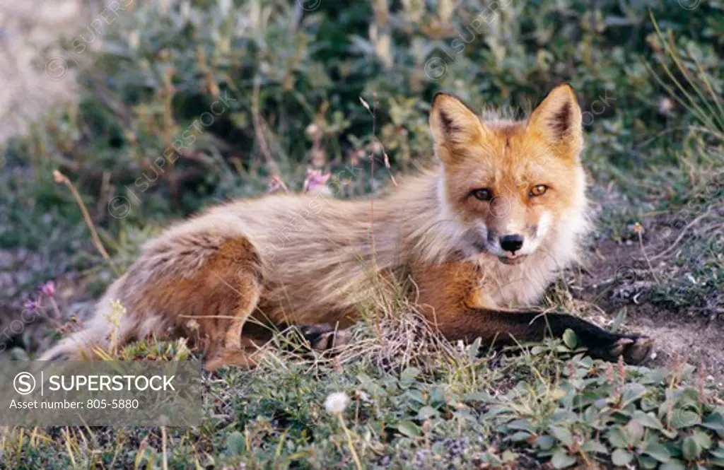 Red Fox lying on the grass in a forest, Denali National Park, Alaska, USA (Vulpes vulpes)