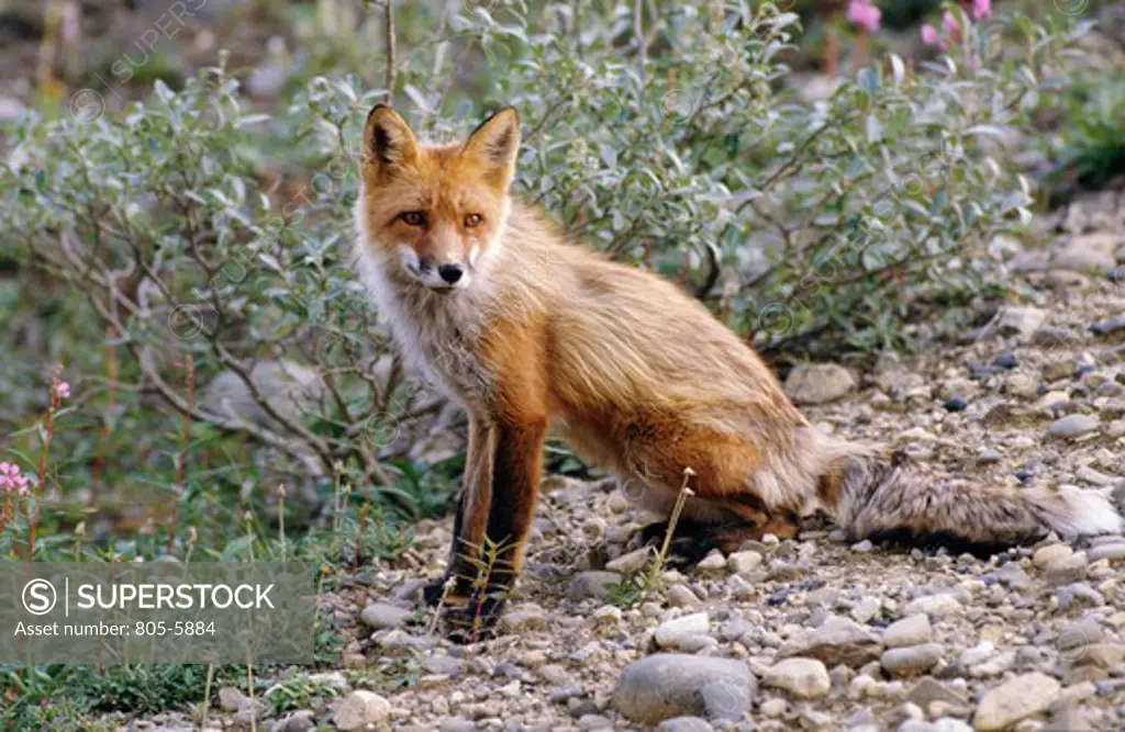 Side profile of a Red Fox in a forest, Denali National Park, Alaska, USA (Vulpes vulpes)