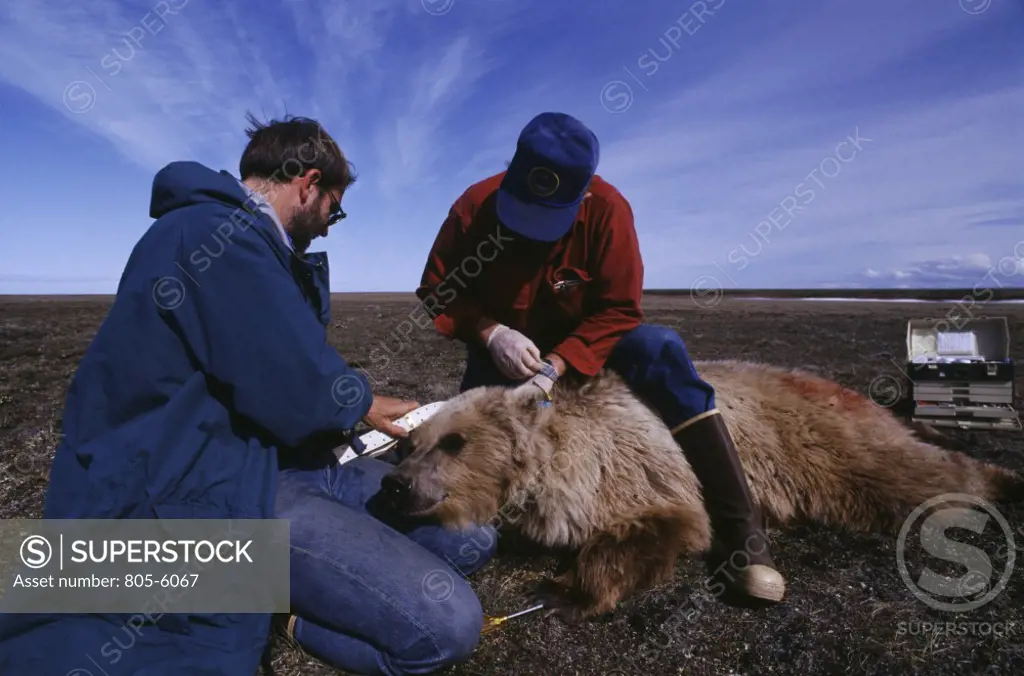 Wildlife Researchers Radio Collaring Grizzly Bear Prudhoe Bay Alaska, USA