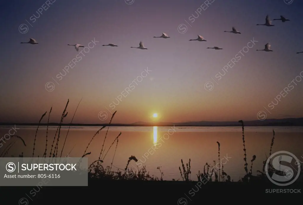 Swans Tule Lake Reservoir Lassen County California USA