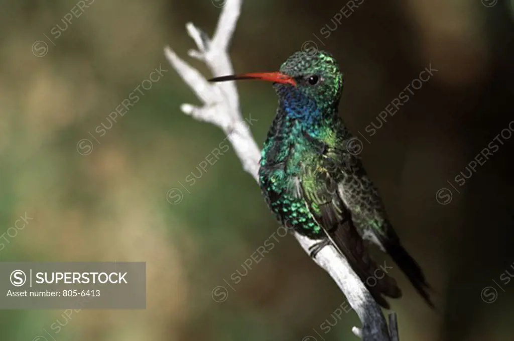Male Broad-Billed Hummingbird