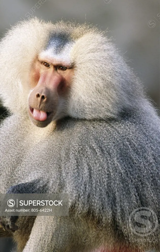 Close-up of a Hamadryas baboon (Papio hamadryas)