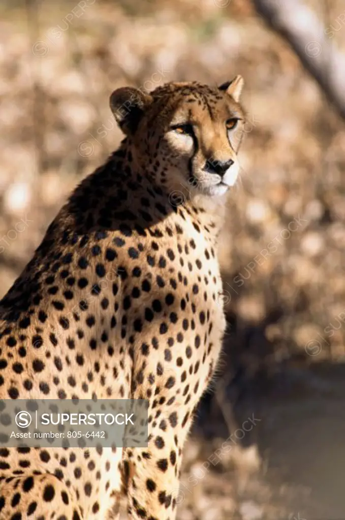 Close-up of a cheetah (acinonyx jubatus)