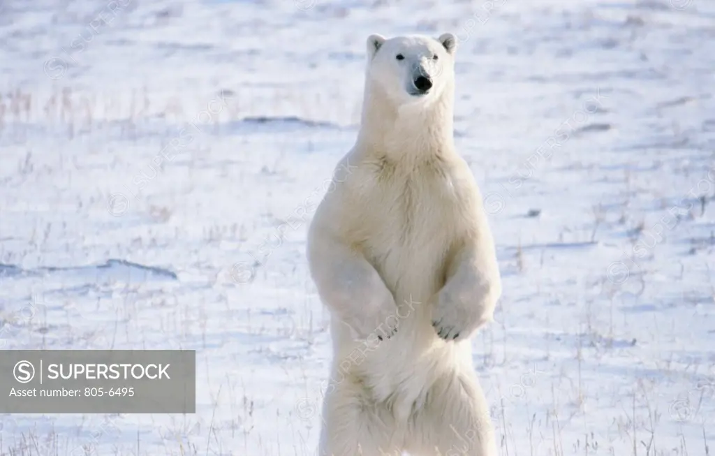 Polar bear (Ursus maritimus) standing in snow covered field