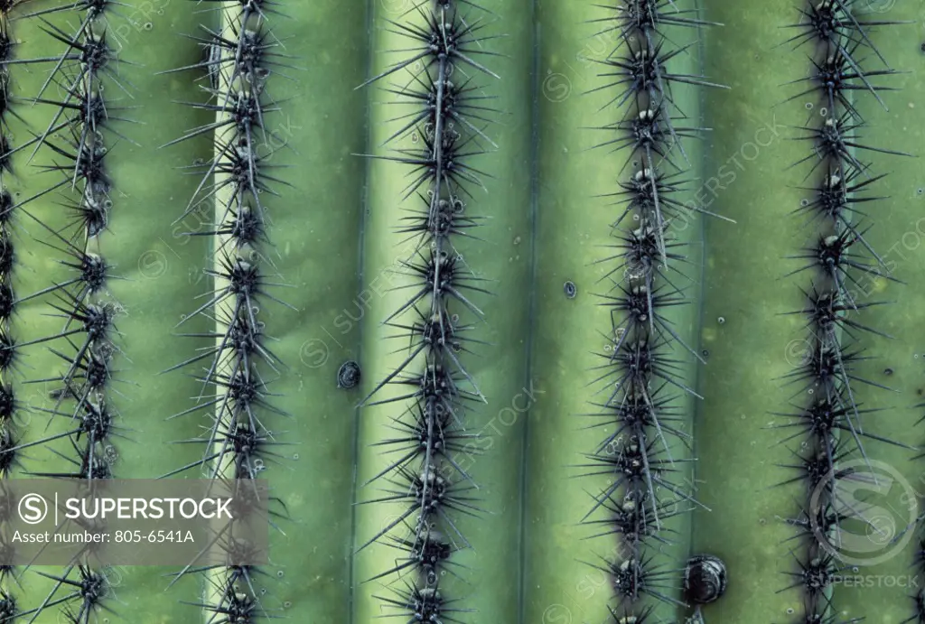 Saguaro Cactus Thorns