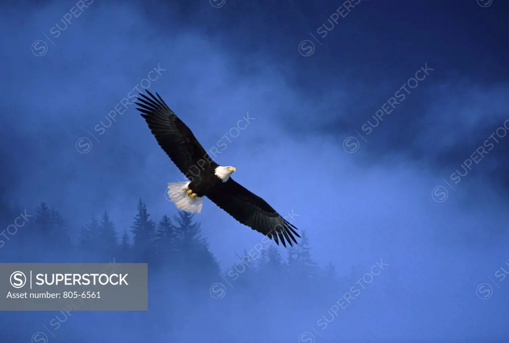 Bald Eagle  Alaska  USA 