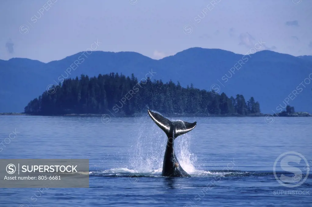 Humpback Whale   