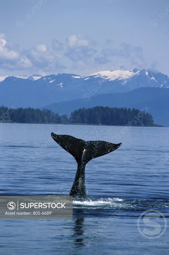 Humpback Whale  Alaska  USA 