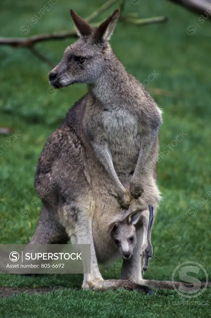 Female Eastern Gray Kangaroos