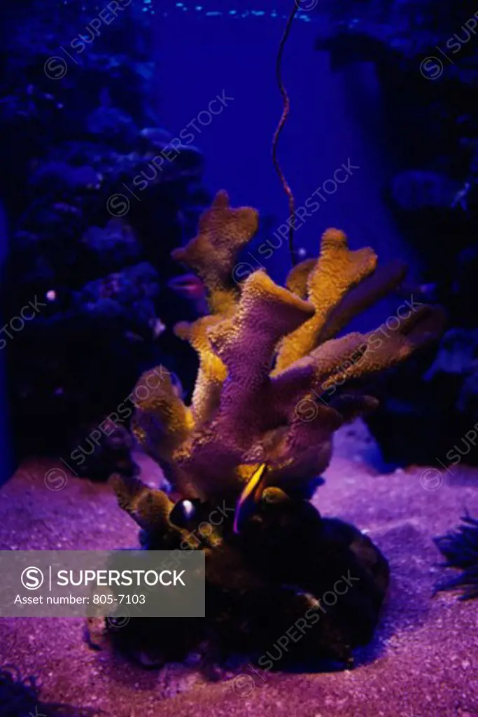 Giant Finger Coral Maui Ocean Center Maui, Hawaii, USA