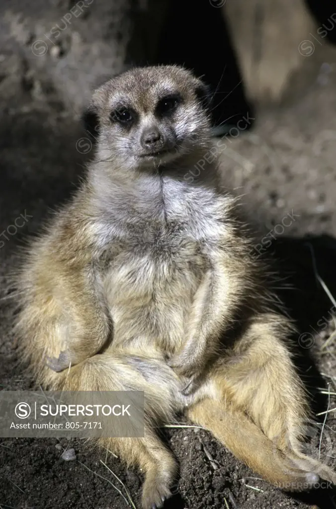 Close-up of a meerkat, San Diego Zoo, California, USA