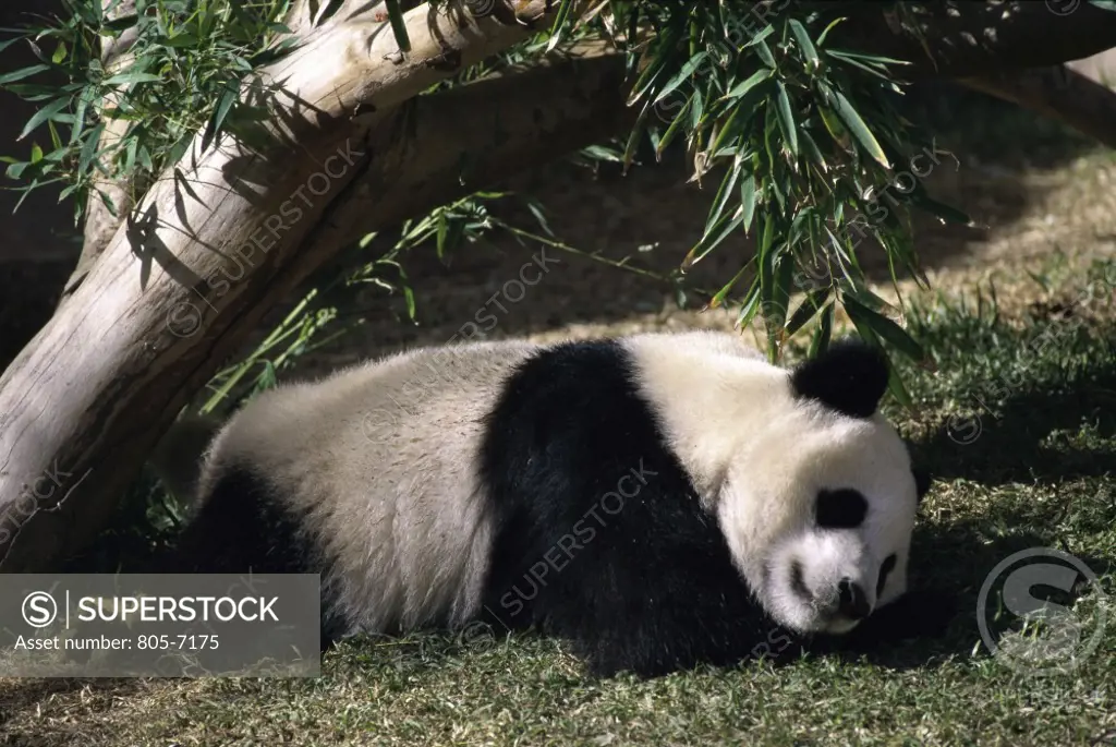 Giant Panda San Diego Zoo California USA 