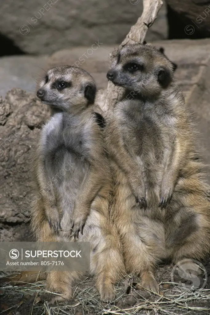 Close-up of meerkats, San Diego Zoo, California, USA