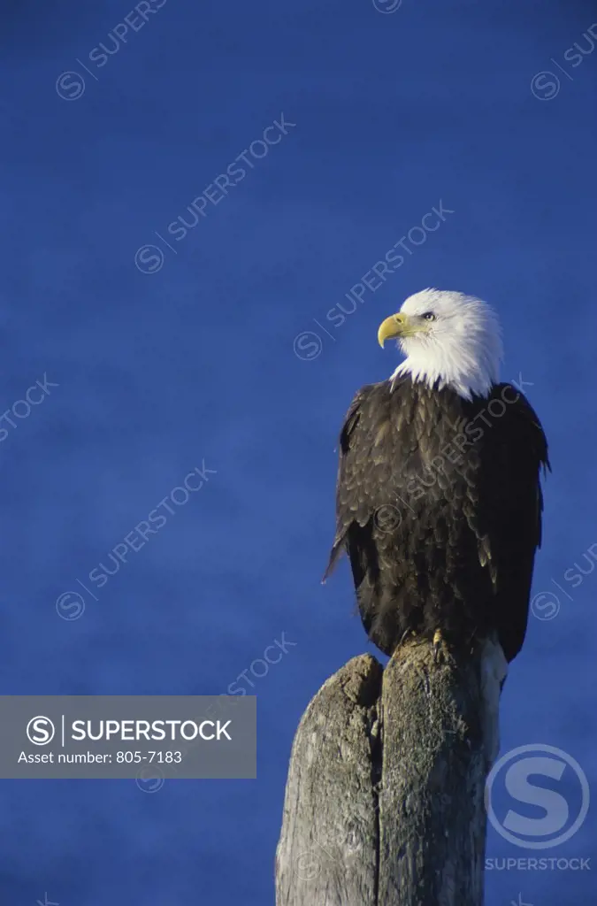 Bald Eagle Alaska USA  