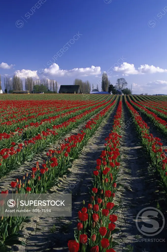 Tulips Skagit Valley Washington USA