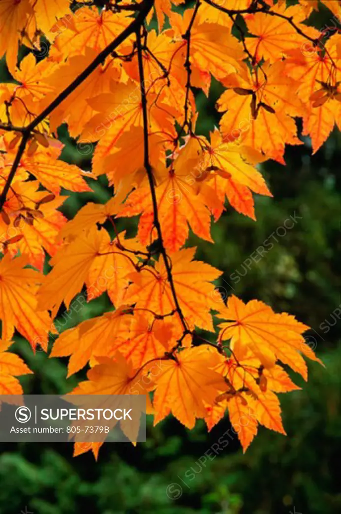 Close-up of leaves on a maple tree