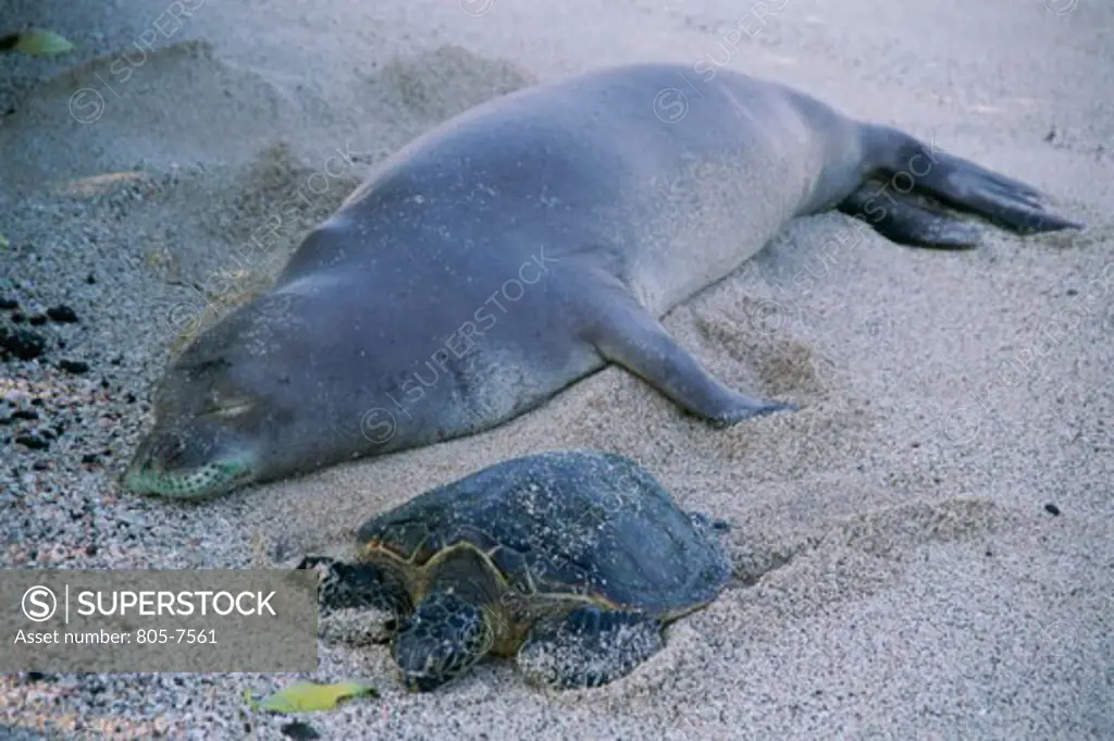 High angle view of Hawaiian Monk Seal with Green Turtle relaxing on the sand