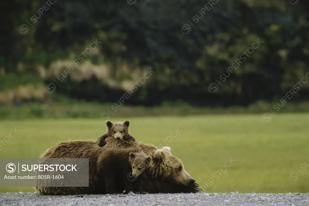 Brown Bear cubs climbing on an adult Bear, Alaska, USA