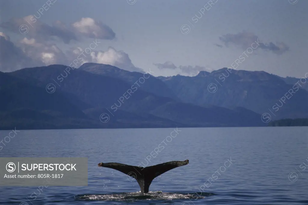 Tail of a Humpback Whale, Alaska, USA (Megaptera novaeangliae)