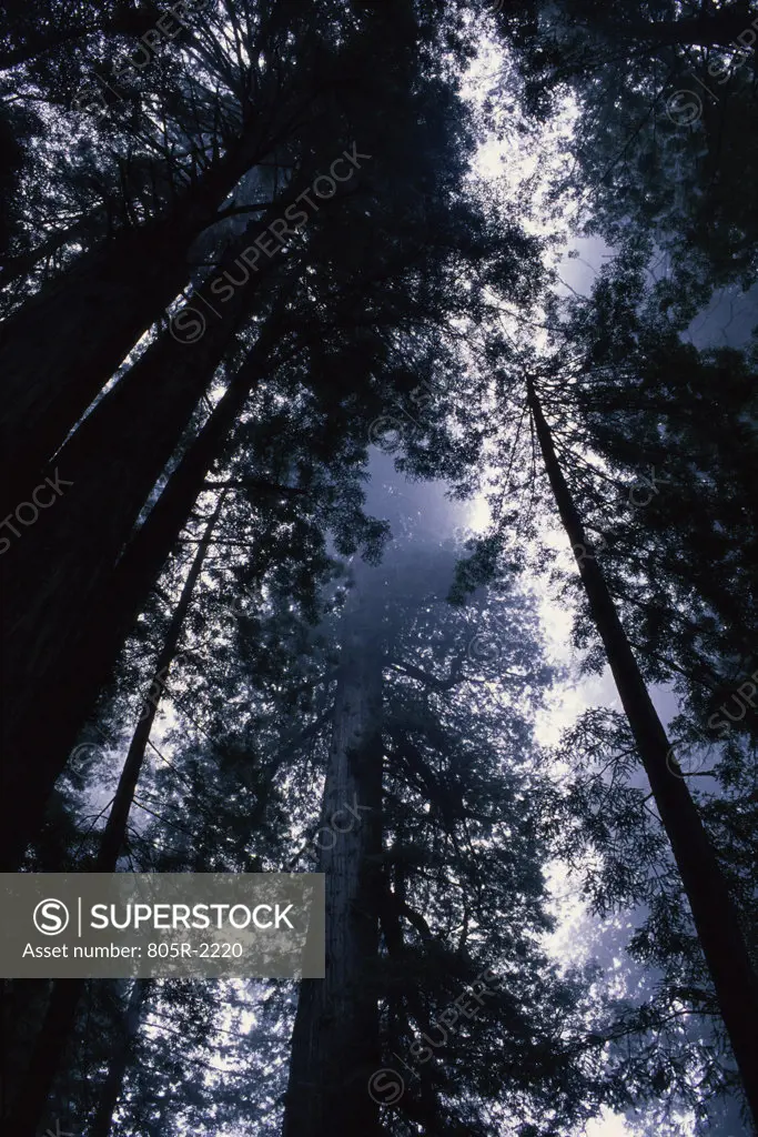 Low angle view of trees in a forest, James Irvine Trail, Redwood National Park, California, USA