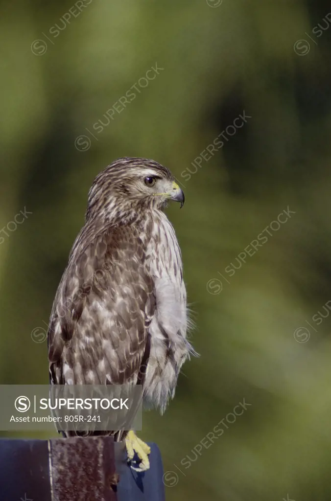 A Red-shouldered Hawk perched on a fence