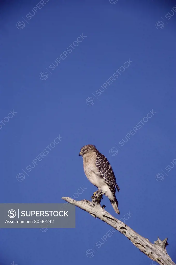 Low angle view of a Red-shouldered Hawk perched on a tree
