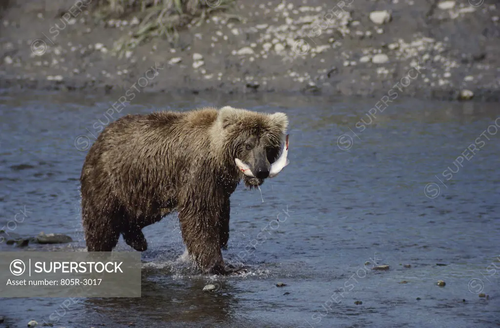 Brown Bear walking in a river with a fish in its mouth, Alaska, USA