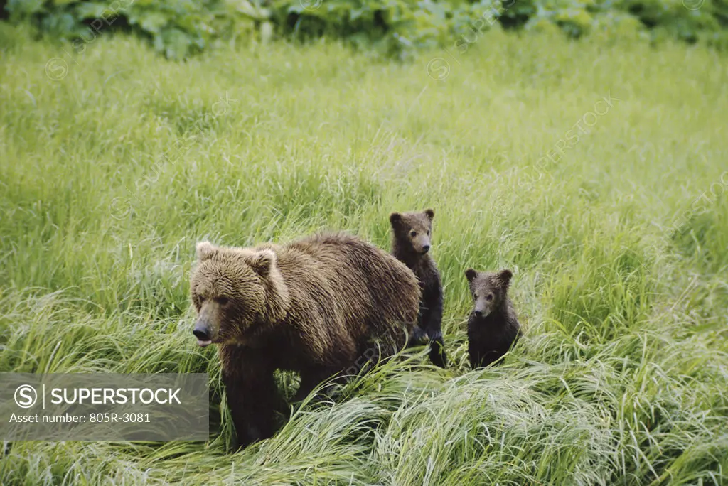 Brown Bear cubs following an adult bear, Alaska, USA