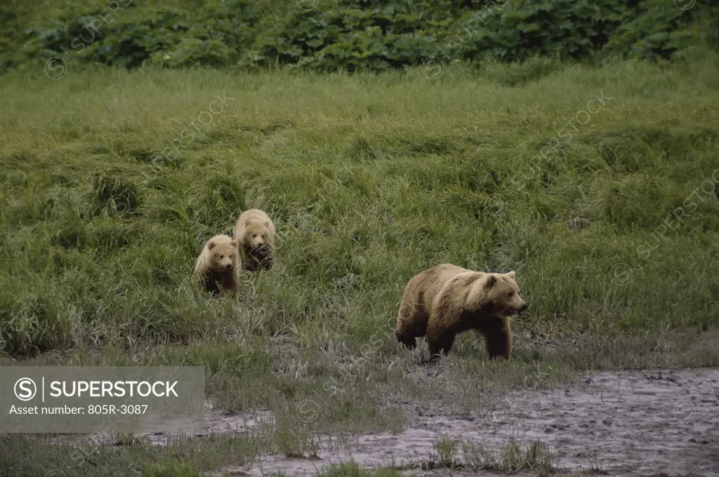 Brown Bear cubs following an adult bear, Alaska, USA