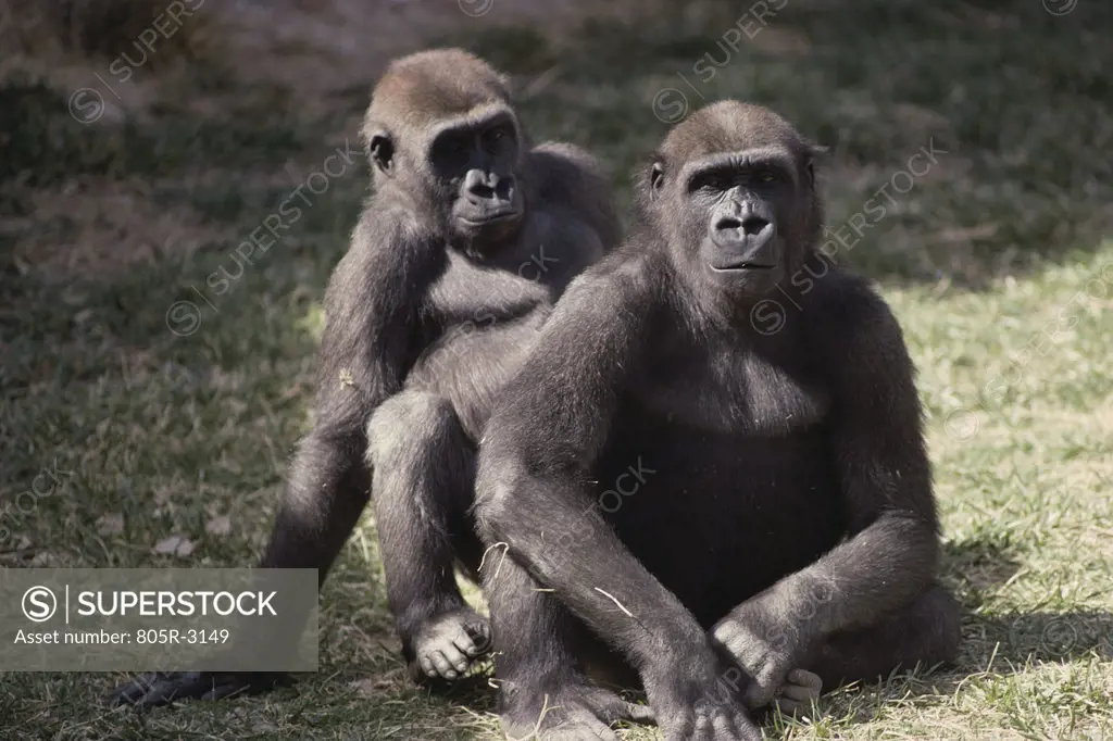 Gorillas sitting, Rio Grande Zoo, New Mexico, USA