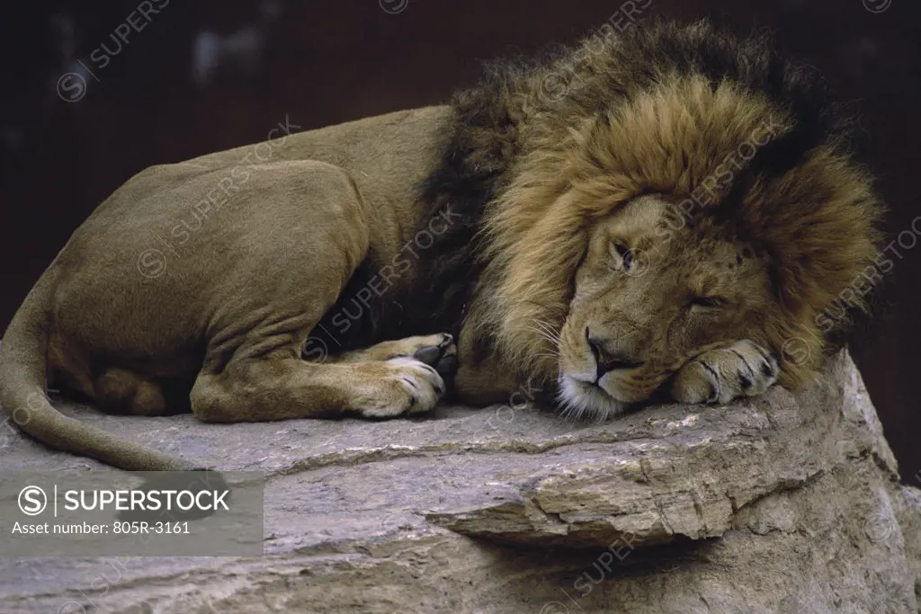 Close-up of a lion lying on a rock, Albuquerque Zoo, New Mexico, USA