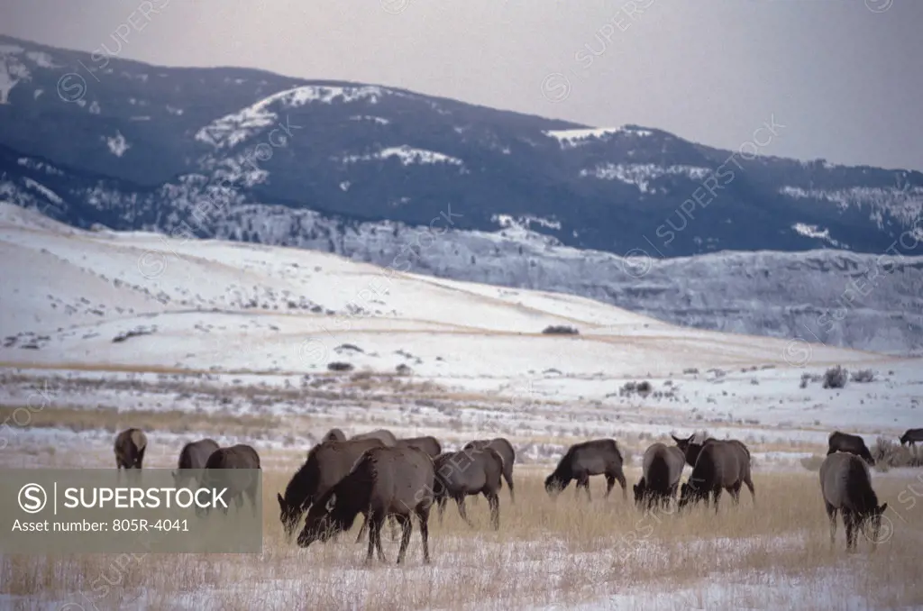 Herd of elk, Yellowstone National Park, Wyoming, USA