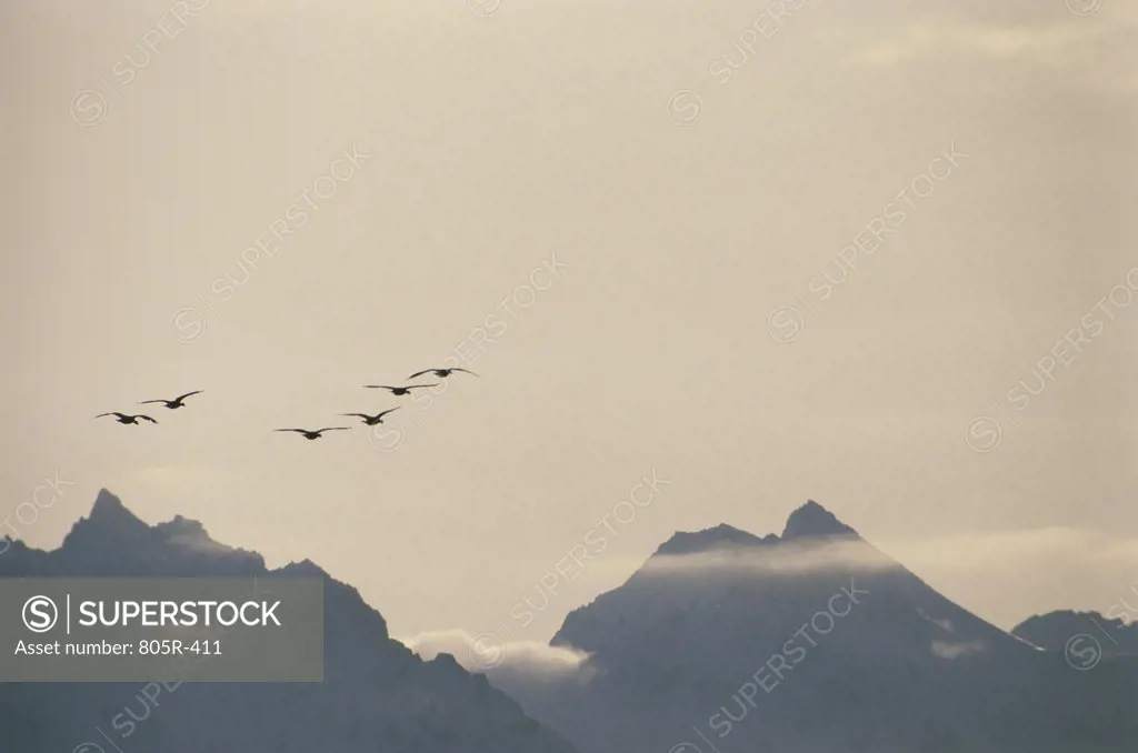 Flock of Canada Geese flying in the sky, Alaska, USA