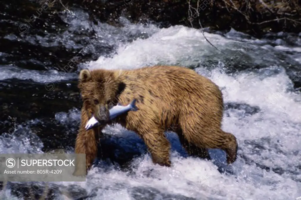 Brown Bear in a river with a fish in its mouth, Alaska, USA