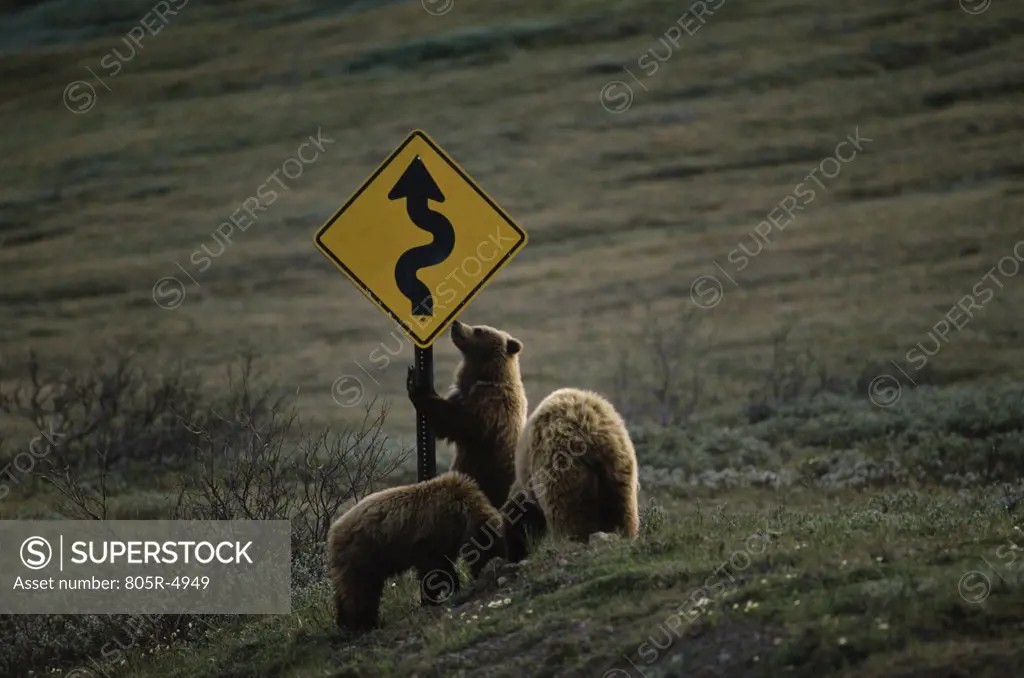 Three Brown Bears at a sign board, Denali National Park, Alaska, USA