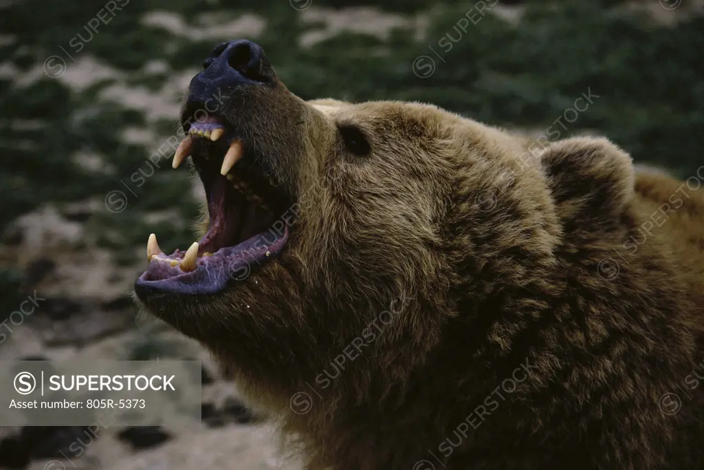Close-up of the snout of a Brown Bear, Alaska, USA