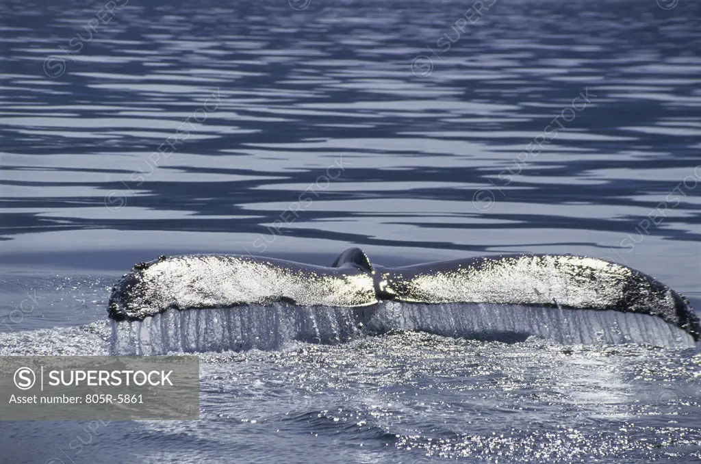 Tail of a Humpback Whale, Alaska, USA (Megaptera novaeangliae)