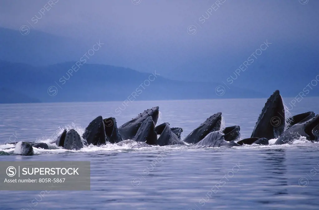 Humpback Whales, Alaska, USA (Megaptera novaeangliae)